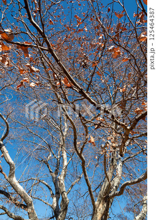 モミジバスズカケノキ モミジバスズカケノキ 125464387