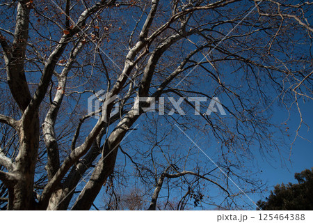 モミジバスズカケノキ 125464388