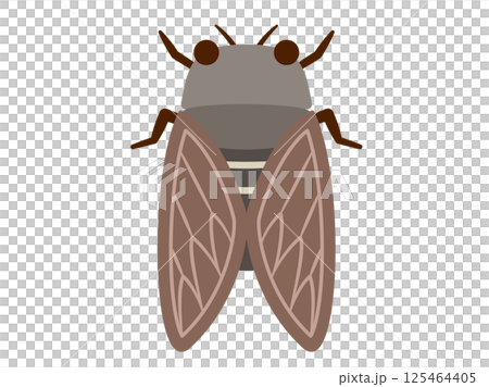 Insect_Natural_Flat_Cicada 125464405