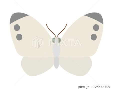 虫_ナチュラルフラット_モンシロチョウ 虫_ナチュラルフラット_モンシロチョウ 125464409
