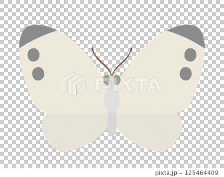 虫_ナチュラルフラット_モンシロチョウ 虫_ナチュラルフラット_モンシロチョウ 125464409