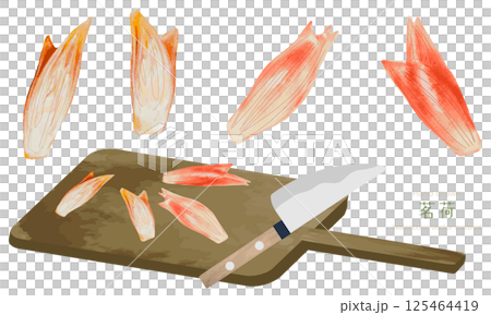 水彩でラフに描いた茗荷（みょうが）のイラスト素材セット 125464419