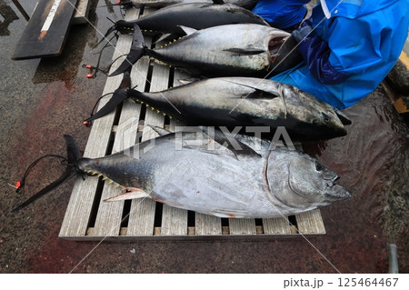 養殖マグロの水揚げ作業 125464467