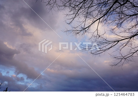 空と木々 空と木々 125464783