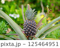 パイナップルが見える 125464951