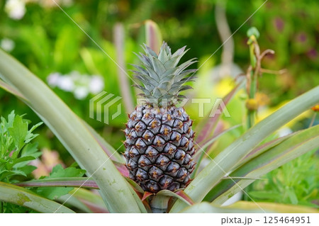 パイナップルが見える 125464951