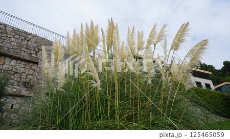 Fountain grass Hameln - Latin name - Cenchrus alopecuroides Hameln or Pennisetum alopecuroides Hameln Fountain grass Hameln - Latin name - Cenchrus alopecuroides Hameln or Pennisetum alopecuroides Hameln 125465059