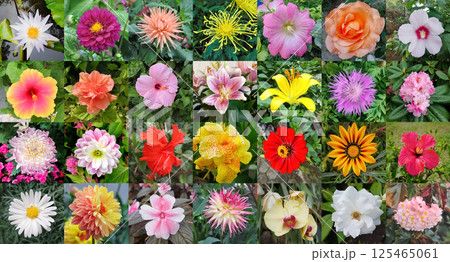 Beautiful collage - set of tropical flowers Beautiful collage - set of tropical flowers 125465061