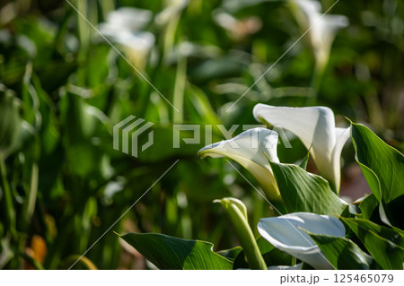 仏炎苞 風流 上品 125465079