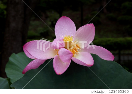 雨に濡れたピンクのハスの花 125465360