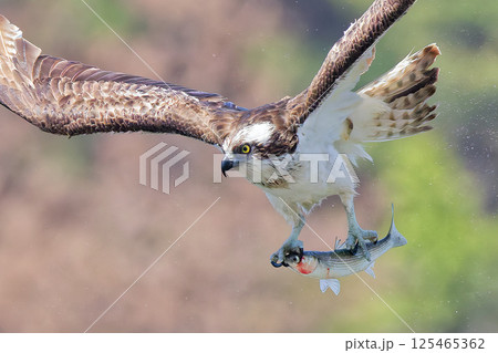 水しぶきを立てながら飛ぶミサゴ 水しぶきを立てながら飛ぶミサゴ 125465362