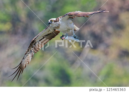 鯔を捕獲して悠然と飛ぶミサゴ 125465363