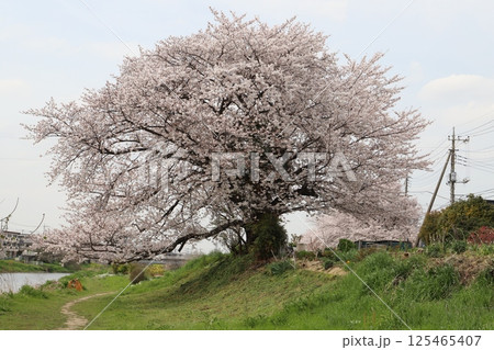 春の公園に咲くソメイヨシノの桜の花 125465407