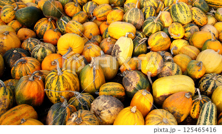 Many dirty pumpkins on yellow background, outdoor natural scene with copy space and banner layout. Happy Halloween concept 125465416