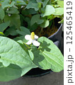 ドクダミの花の接写 / Close-up of Houttuynia cordata flowers 125465419