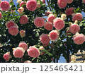 青空に映えるピンクのバラの花 / Pink roses against the blue sky 125465421