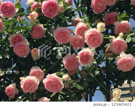 青空に映えるピンクのバラの花 / Pink roses against the blue sky 125465421