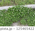 緑地に咲くシロツメクサ / A cluster of white clover 125465422