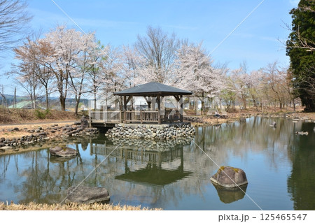 新潟県十日町市大井田の郷公園の桜 125465547