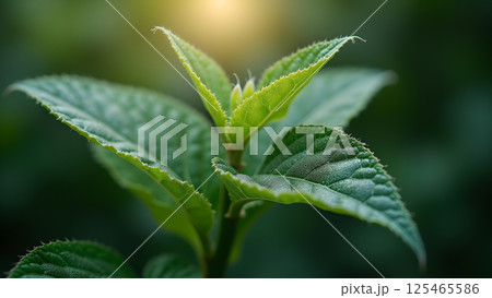 Fresh green leaves macro, spring foliage beauty Fresh green leaves macro, spring foliage beauty 125465586