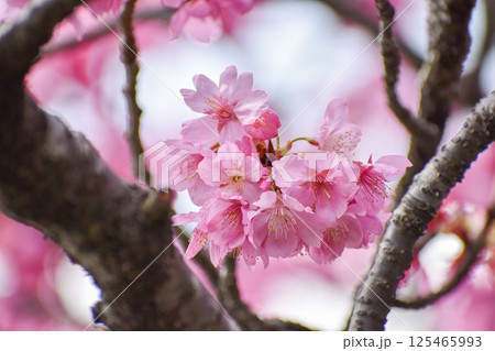 鮮やかなピンクの横濱緋桜 鮮やかなピンクの横濱緋桜 125465993