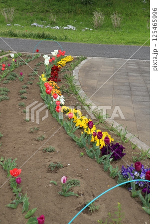 春の公園に咲くカラフルなチューリップトパンジーの花 125465996