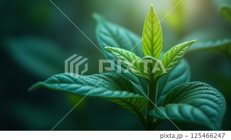 Emerging Green Leaves in Soft Focus Springtime 125466247