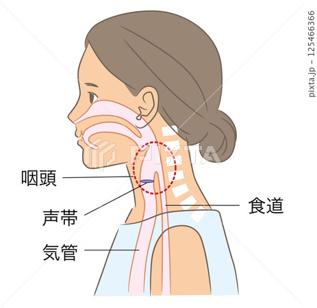 正常な姿勢の女性、頸椎と咽頭のイラスト 正常な姿勢の女性、頸椎と咽頭のイラスト 125466366