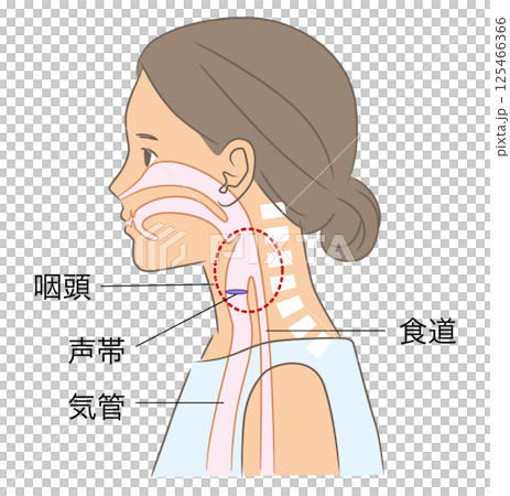 正常な姿勢の女性、頸椎と咽頭のイラスト 正常な姿勢の女性、頸椎と咽頭のイラスト 125466366