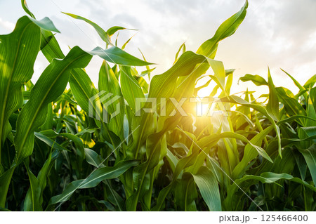 Sunlight shining through green corn leaves in summer field Sunlight shining through green corn leaves in summer field 125466400