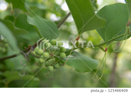 サルトリイバラ（別名サンキライ）の実をクローズアップ 125466409