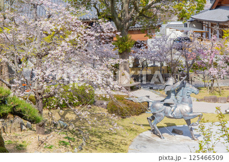桜満開の神戸須磨寺の庭園 桜満開の神戸須磨寺の庭園 125466509