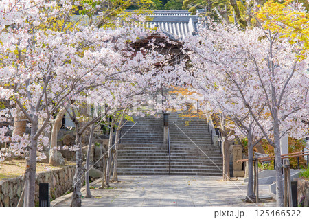 桜満開の神戸・須磨寺の参道と唐門 125466522