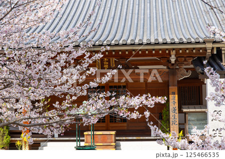 桜満開の神戸・須磨寺の蓮生院 125466535
