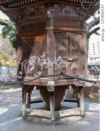 桜満開の神戸・須磨寺・写経輪堂 125466537