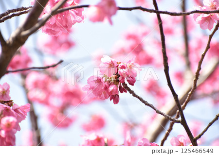 濃いピンクの横濱緋桜 125466549