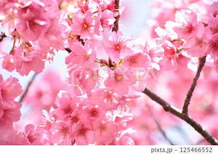 濃いピンクの横濱緋桜 125466552