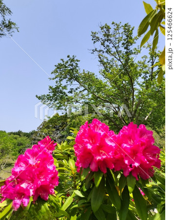 《七沢森林公園》 満開のシャクナゲ 《七沢森林公園》 満開のシャクナゲ 125466624