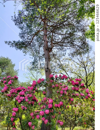 《七沢森林公園》 満開のシャクナゲ 《七沢森林公園》 満開のシャクナゲ 125466629