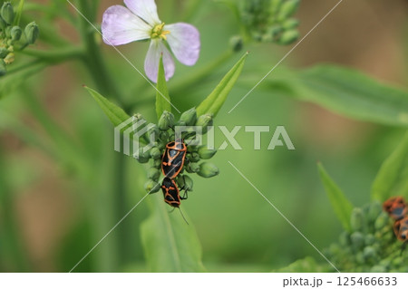 大根の芽についたヒメナガメ 大根の芽についたヒメナガメ 125466633