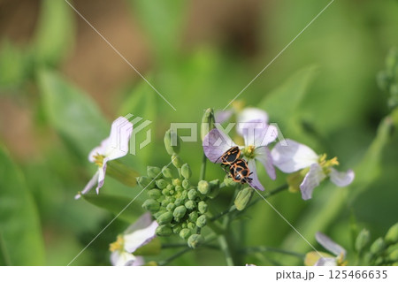大根の花につくヒメナガメ 大根の花につくヒメナガメ 125466635