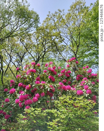 《七沢森林公園》 満開のシャクナゲ 《七沢森林公園》 満開のシャクナゲ 125466676