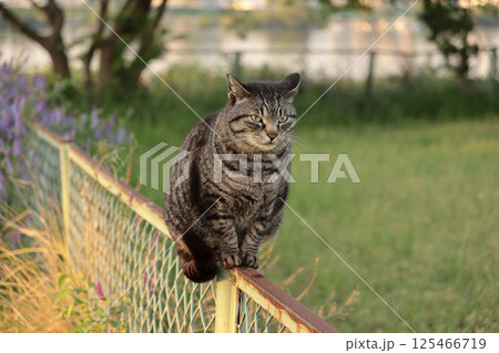 広場で遊ぶとら猫 広場で遊ぶとら猫 125466719