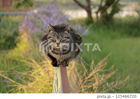 広場で遊ぶとら猫 広場で遊ぶとら猫 125466720