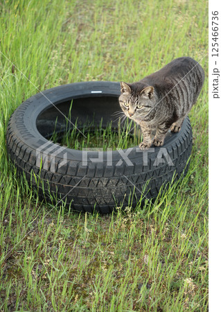 広場で遊ぶとら猫 125466736