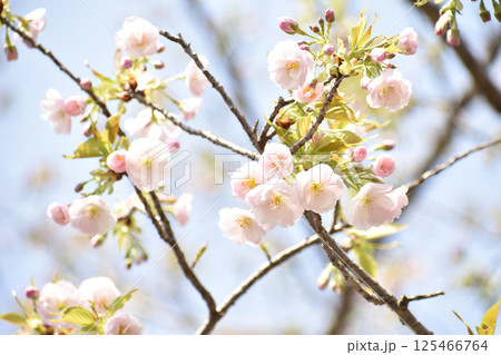可憐に咲く八重紅大島 可憐に咲く八重紅大島 125466764