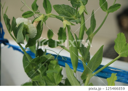 実をつけたスナップエンドウ 125466859