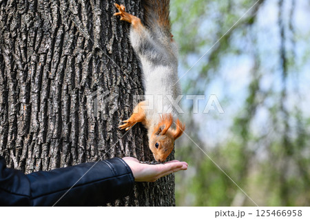 Squirrel eating seeds from human hand on tree. 125466958