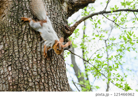 Squirrel clinging to tree trunk in spring park. 125466962