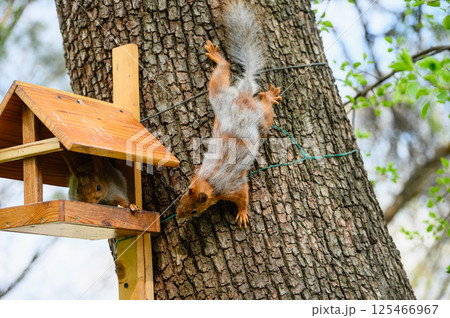 Two squirrels near wooden feeder on tree trunk. 125466967
